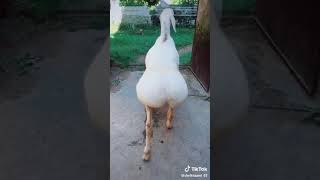 افضل مقطع فتيك توك وردة شارلومونتي Tiktok