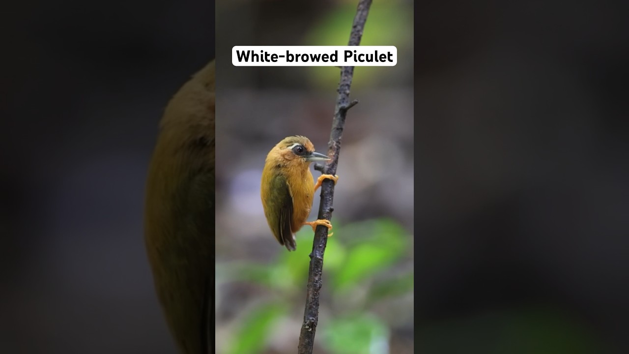 A White-browed Piculet. 