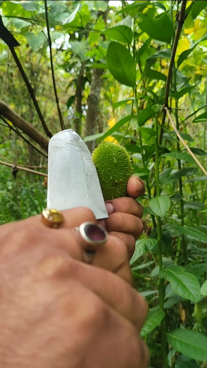 spiny gourd cutting // Teasel gourd #shortsfeed #shortvideo #anirudhravichandersongs #tropicalfruit