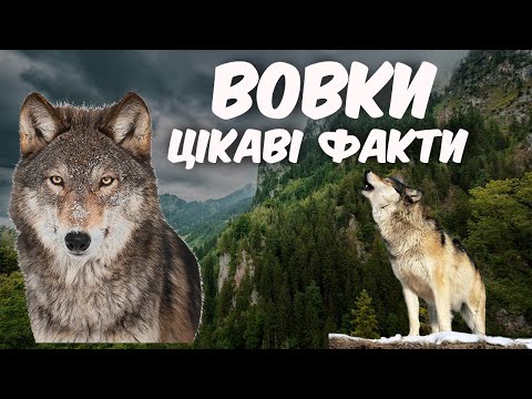 Вовки Цікаві факти про вовків Флора і фауна України