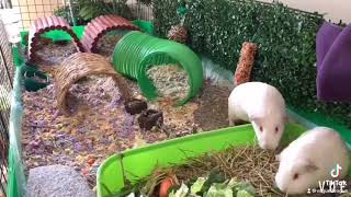 Want GuineaPigs? Get HandReared Ones