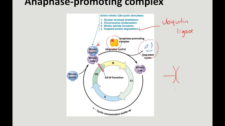 Chapter 24 second video cell cycle regulation