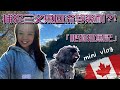 【加拿大人妻Vlog】捕捉三文魚回流要等幾耐? 帶住兩隻狗去膠遊｜移民加拿大 多倫多生活日常