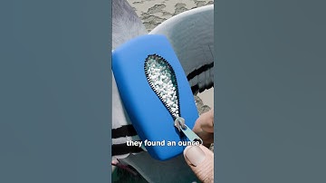 They Busted A Drug Dealing Pigeon 😮