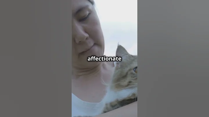 Video 9128131: pet cat breed, smallest cat breed, singapura cat breed, domestic cat breed