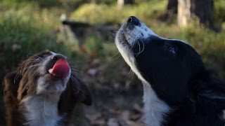 Valkar Kennel Siblings, The