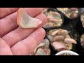 多肉ライブ　葉挿しとり作業🎵一度始めたら止められないのが葉挿しです🙋‍♂️
