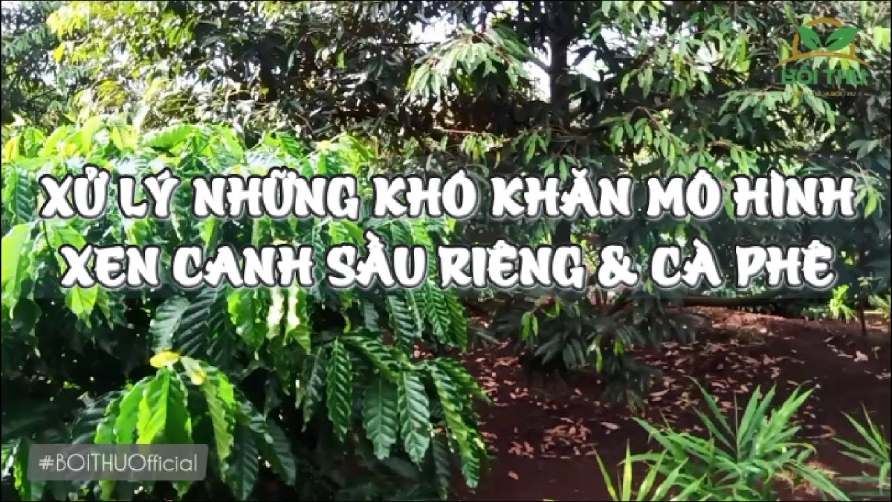 Outline Video Muốn trồng xen canh Sầu Riêng với Cà phê thì cần giải quyết 5 vấn đề này