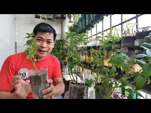 Video: Apakah mentha spicata spearmint?