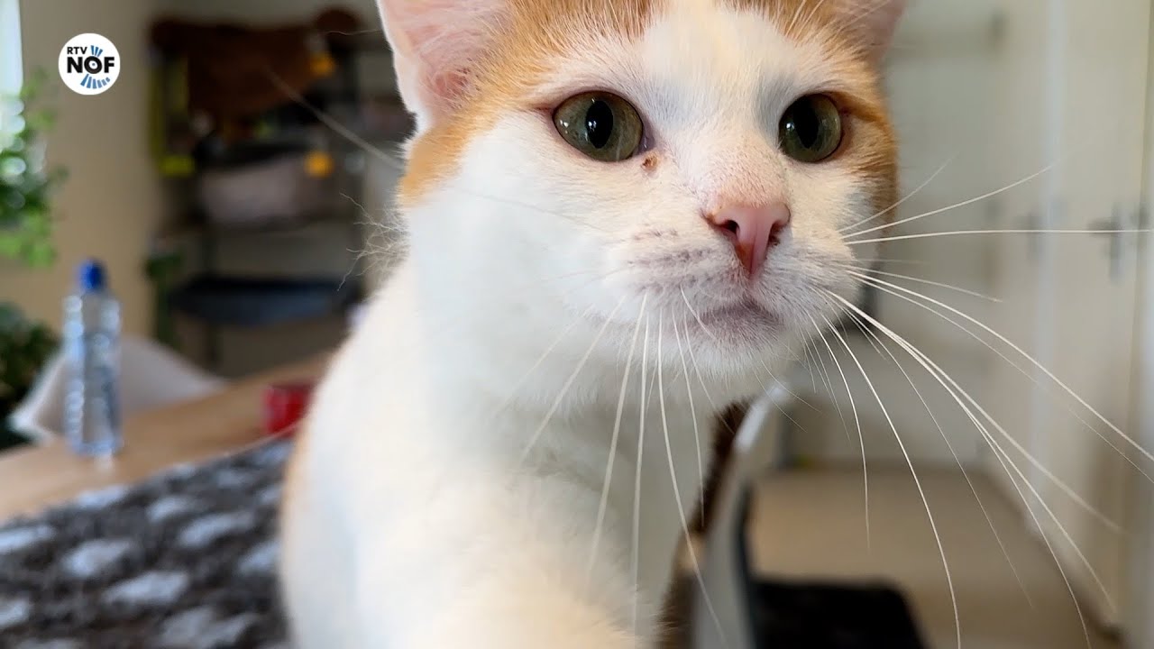 Moai Fuort 16: In Krabburen zitten meer dan 300 katten in de kattenopvang