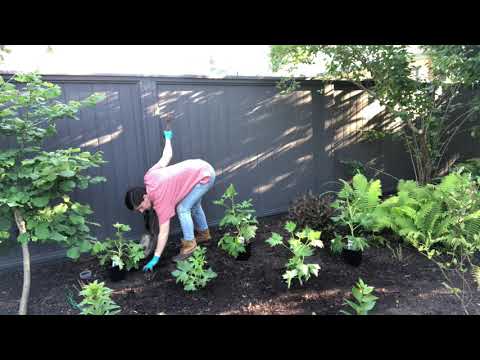 Video: Spectacular Delphiniums In Your Garden. Growing Secrets