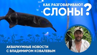 Аквариумные Новости Экзоменю С Владимиром Ковалевым (17.02.2023)