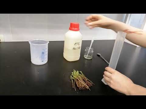 Микроклональное размножение. Введение эксплантов в культуру in vitro