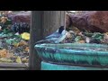 Mountain Chickadee bathing