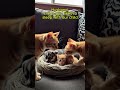 (Orange cat family and puppy)Husband, the puppy likes to sleep with our child. #cute #animals #pets
