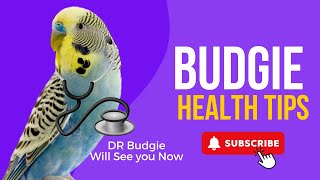 Budgie Health Tips, Is Your Budgie ill ?