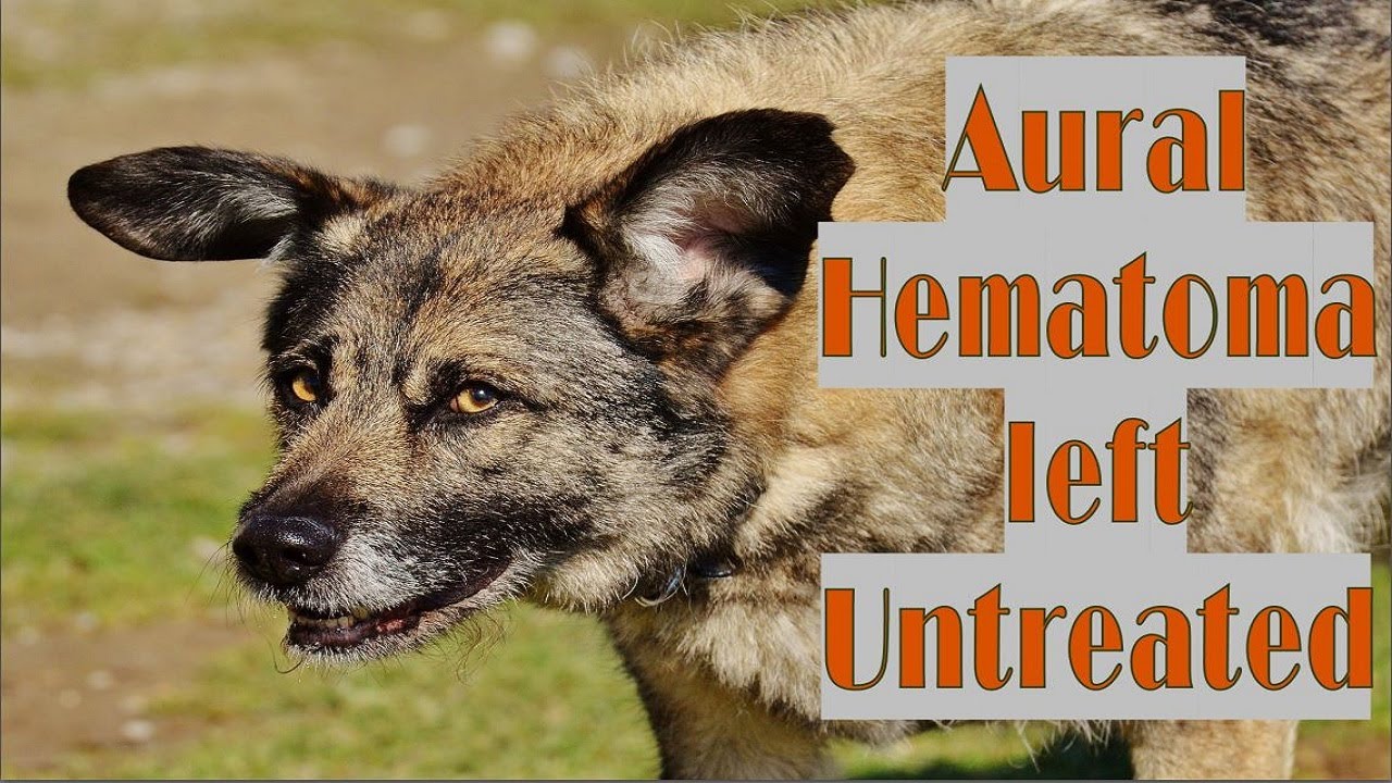 What Happens When A Dog'S Aural Hematoma Is Left Untreated?
