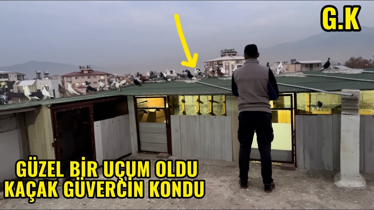 GÜZEL BİR UÇUM OLDU KAÇAK GÜVERCİN KONDU BİR SÜRÜ KAÇAK VAR KUŞUN İÇİNDE .