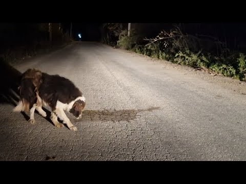 Abandoned elderly dog was suffering in the middle of a road . Rescued ...