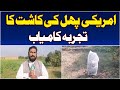 Bhulwal Farmers | Avocado Cultivation | High-Profit Farming Experiment - Aaj Pakistan News