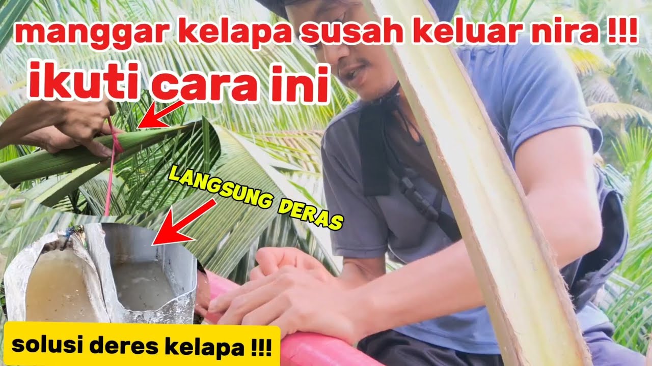 cara paksa pohon kelapa yang susah keluar air nira‼️ 