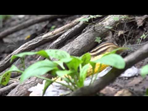 Видео: Избавление от бурундуков – советы по борьбе с бурундуками в саду