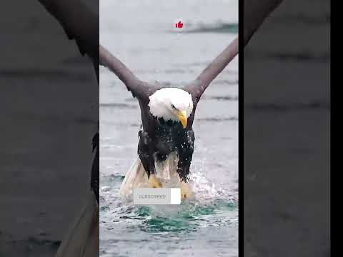 أنواع البومة