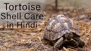 How to take care of a tortoise shell | Tortoise Shell care #kachhua #indianstartortoise #startort...