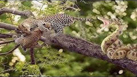 Unbelievable Python Attacks Leopard Cub When Mother Hunting