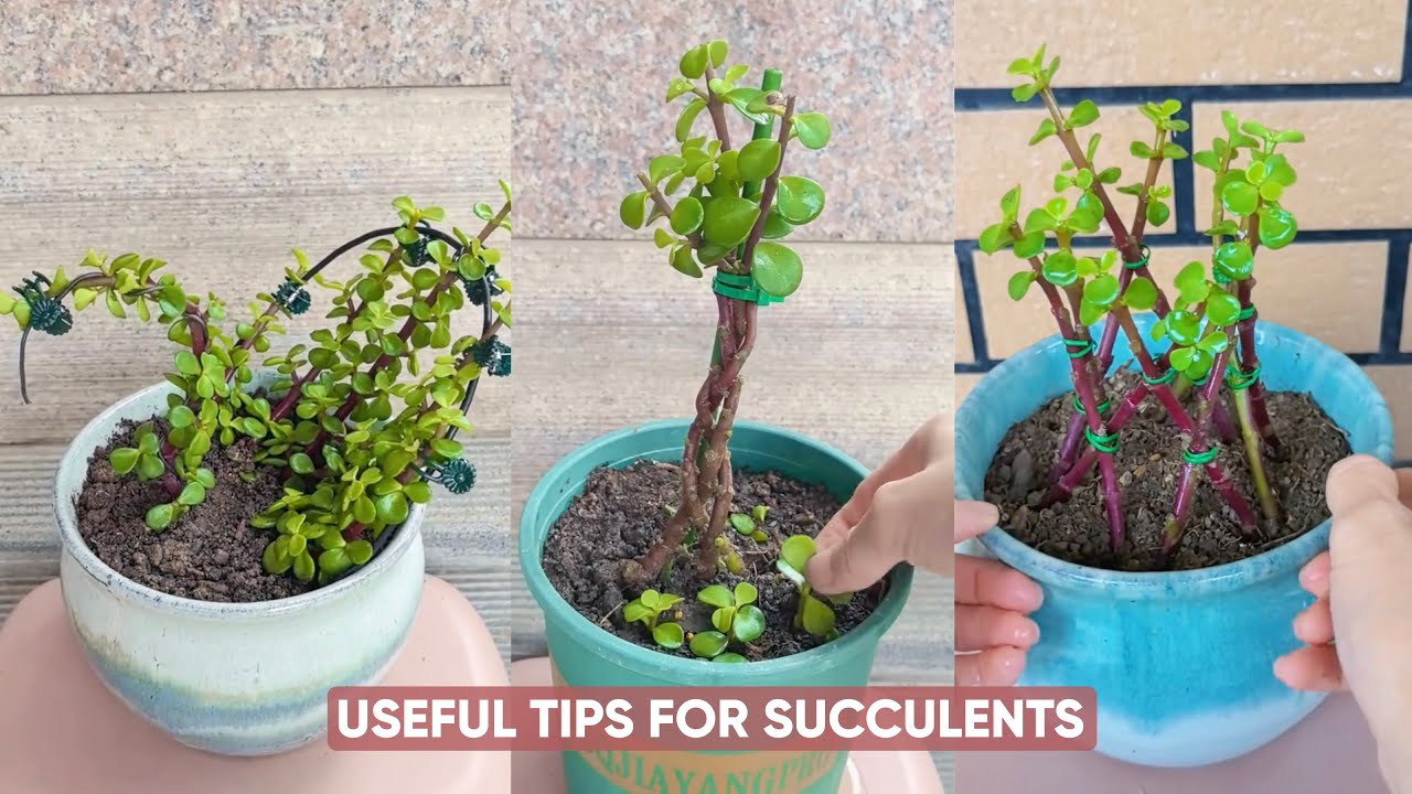 EASY Succulent Plants Care for BEGINNERS in Your Garden! - YouTube