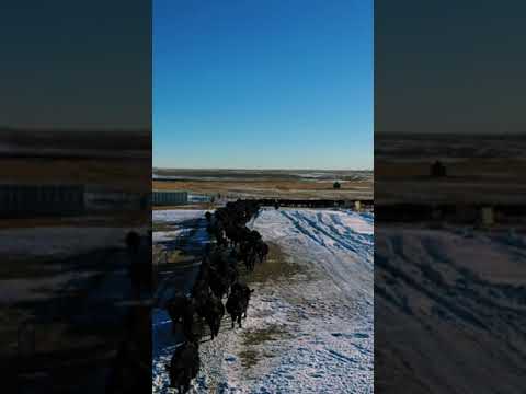 Moving home Mother Cows