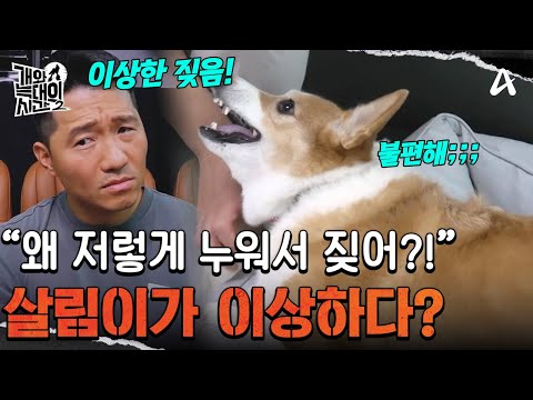 A Corgi that barks while lying down?! Salimi's strange behavior! What's the reason? | Time Betwee...