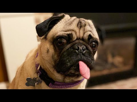Adorable Pug Tests Positive for COVID-19 Adorable Pug Tests Positive for COVID-19