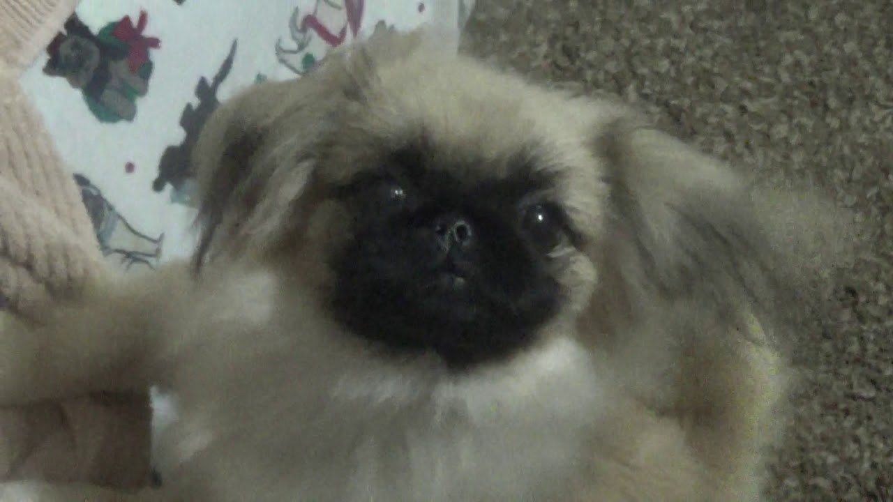 Tiny Sleeve Pekingese YouTube
