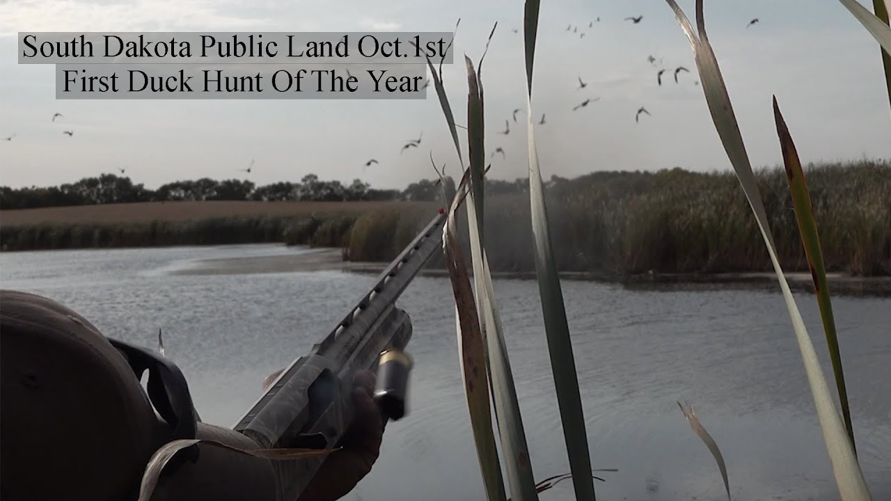 Early October South Dakota Public Land Duck Hunt (We Found The Birds