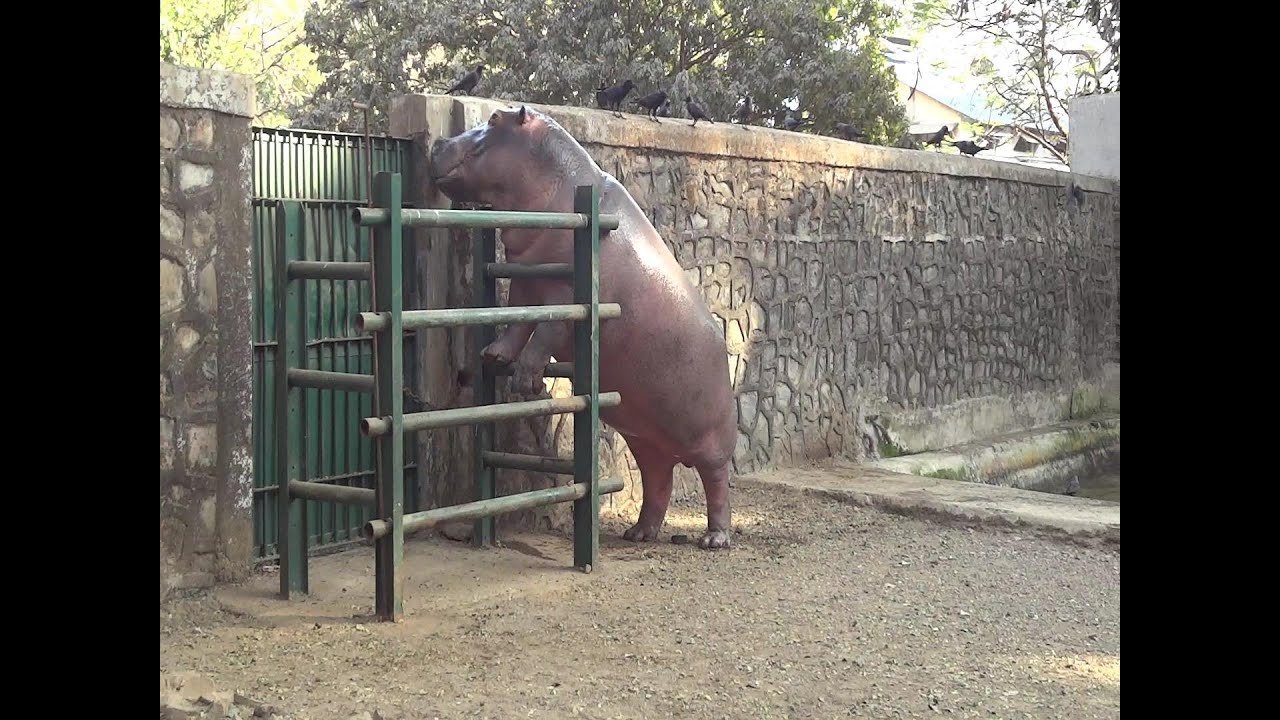 Omg Giant Hippo trying to climb out of cage Mumbai Zoo YouTube