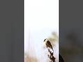 canon 75-300mm wildlife bird photography #ytshorts #shorts #birds #naturephotography #nature