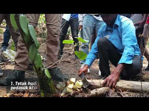 Parte 6: Prátika Agríkola Di'ak iha Kultivasaun Baunila nian - Aplika hudi ka'in