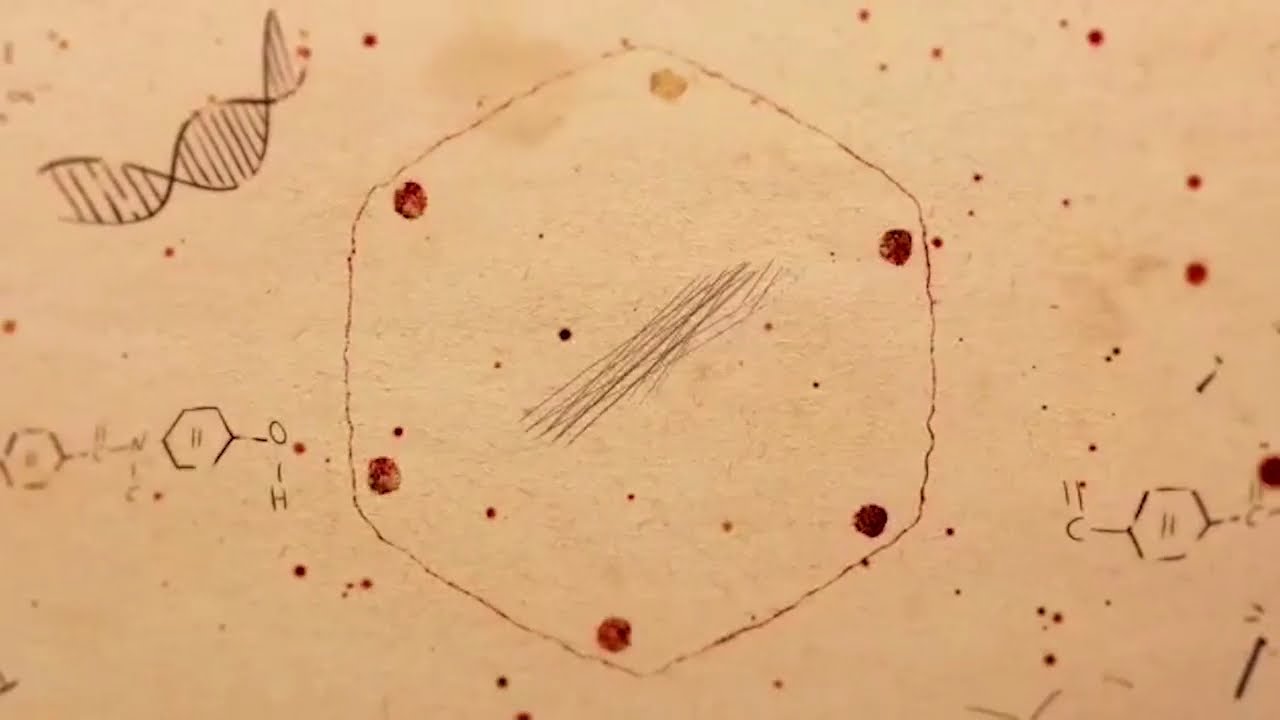 אופרון הלקטוז