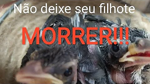 O que dar para filhote de trinca?