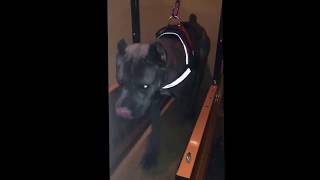 Cane Corso Training On Firepaw Dog Treadmill