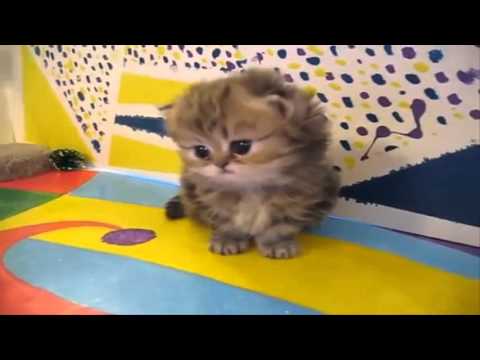meow-----perian-kittens-meow----funny-persian-cats----very-funny-videos-persian-kittens-2016--