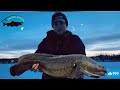 Catching and eating one of Alaska’s strangest fish!