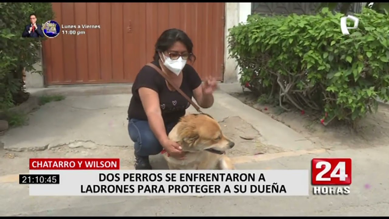 Comas: dos perros se enfrentan a delincuente y salvan a su dueña