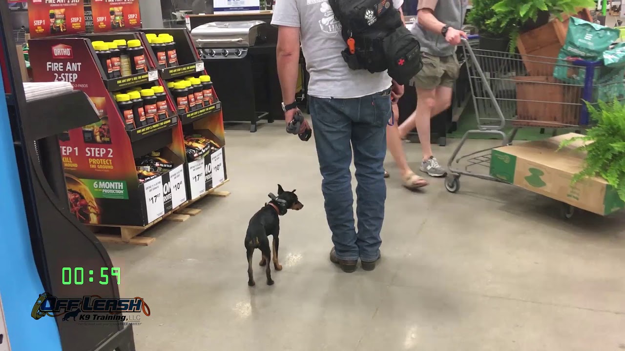 5 Month Old Miniature Pinscher 
