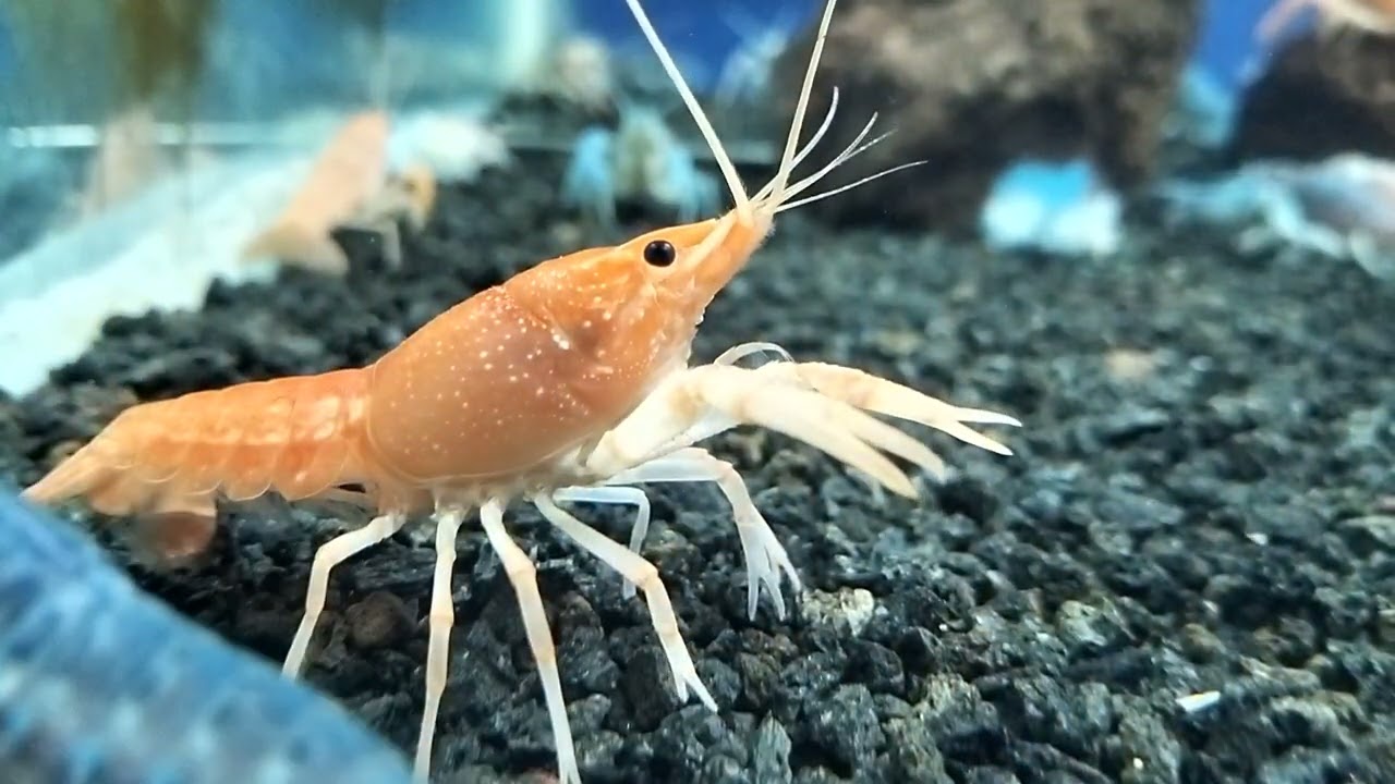 Guntur fish exhibition || underwater camera ||  Chapalu 🐟🎏