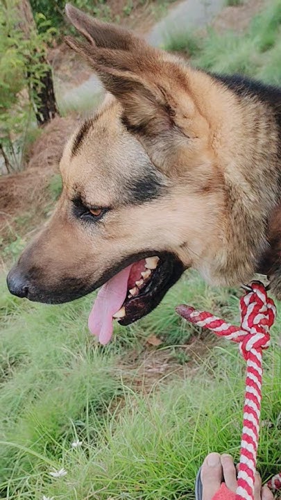 german-shepherd-dog-german-shepherd-single-coat-dog-dog