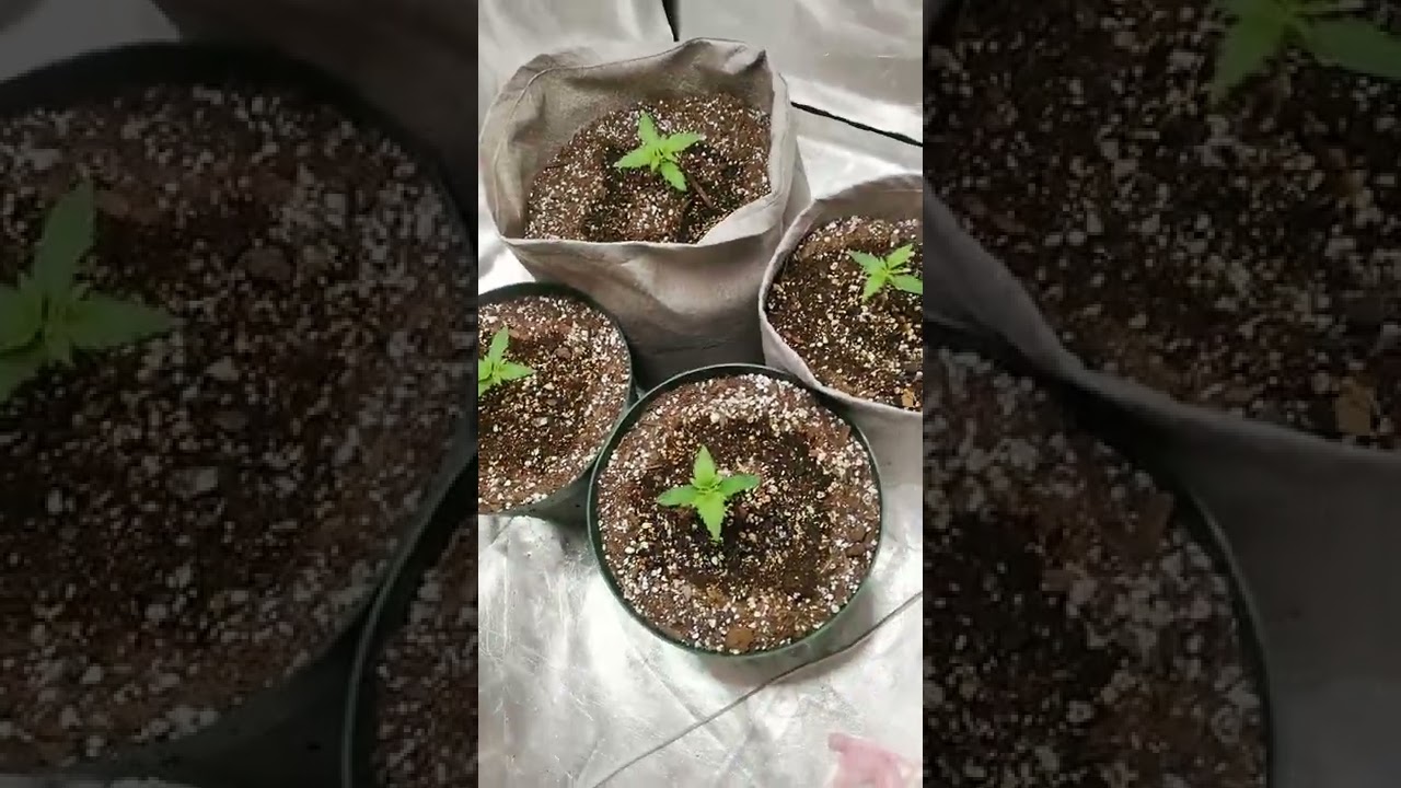 Day 10 bluedream and OG kush autoflower update 