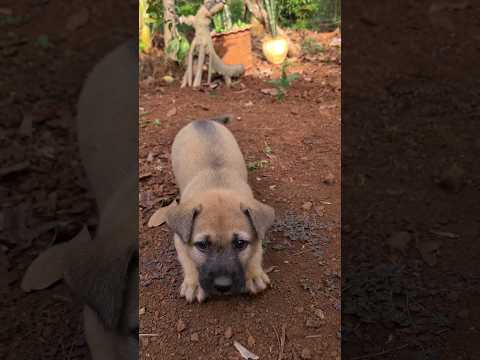 Video: Làm thế nào để cắt một Dew Claw