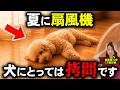 【知らないと危険】夏に逆効果な犬の暑さ対策7選